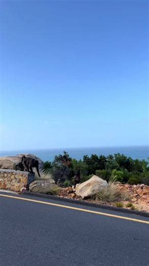 Gangsters of Cape Town: A Humorous Look