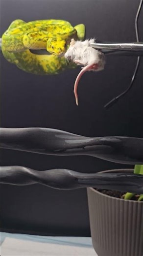 Feeding My Biak Green Tree Python