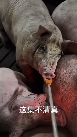 Unreal Alpaca Breeding Journey: Linyi's Self-Breeding Secrets