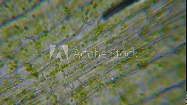 Motion Cells Chloroplast Under Microscope. Chlorophyll Cell Division. Cell Structure Leaf Plants. Leaf Photosynthesis With Chloroplasts Moving Under Microscopic View. Virus infection. GMO. DNA.