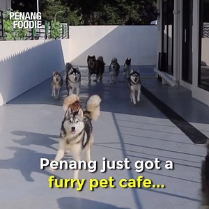 The largest pet cafe in Penang is now open and it's heaven for husky lovers 🐶😍 | Penang Foodie