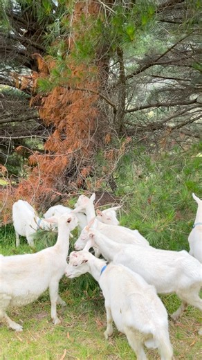 Our new goats are settling in beautifully. They just love a cuddle. Our guests are loving connecting with these super friendly and loving creatures. | Valley View Nature Retreat