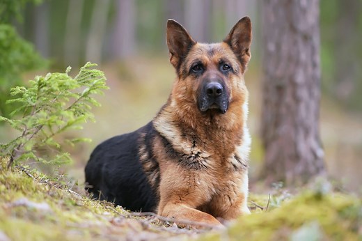Hip Dysplasia in Dogs: Signs, Treatment, Surgery | PetMD