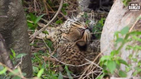 Leopard Cub and Mother Share a Rare Tender Moment