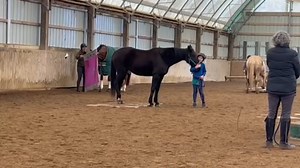 👀 SNEAK PEEK 👀 - Wow! - Check out Matron of Honor ELLEN'S ISLE at this in-hand trail clinic! This 2007 Standardbred mare had 101 starts in her racing career and 4 foals. Her incredibly sweet and relaxed personality is hard to pass up. You can meet her in person at Equine Affaire - Ohio right now to see all she has to offer! Find her in the ASPCA Right Horse Adoption Affaire! 👉 Reach out for early information by emailing amanda.munson@horseadoption.com 👉 Become an approved adopter here: newvo