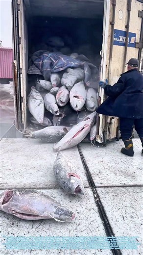 Unloading the Catch: How Frozen Tuna Slide from a Refrigerated Container at a Seafood Dock