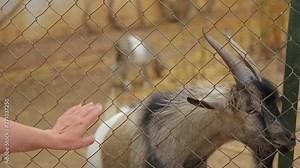 Closeup view of woman feeding cute goats at zoo or farm. Real time full hd video footage.