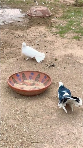 Beautiful Two Pigeons 4K | Romantic Pigeon Birds Video | Relaxing Bird Sounds & Bird Watching