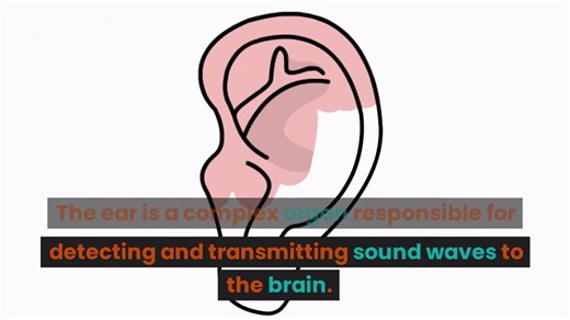 DEFINE EAR AND IT'S STRUCTURE WITH FUNCTION OF EAR