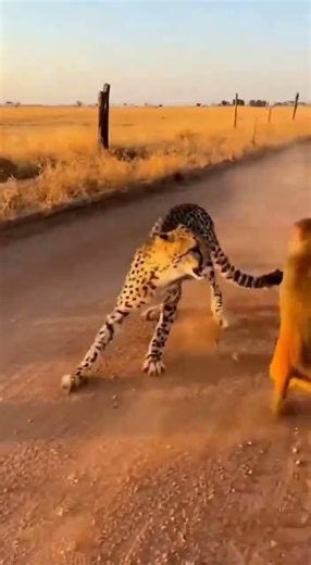 Baboon vs Cheetah: Dramatic Rescue or Wild Fight? 🐒🐆💥 | Caught on Camera