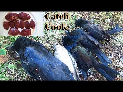 Are Blackbirds Edible? Hunting - Catch and Cook