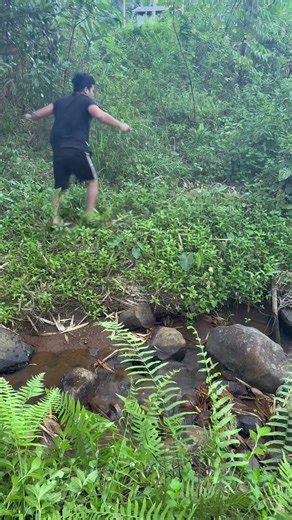 Big snake eat my goat