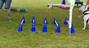 Cuando entrenas a tu bull terrier. 😅 | Bull Terrier Inglés & Miniatura