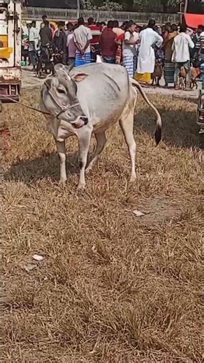 Disco cow #cow #shortsfeed #baffalo #animals #elephant