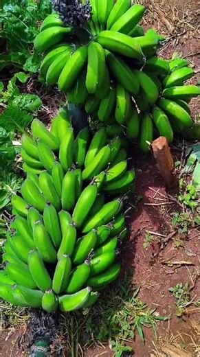 Fresh and organic vegetables from Mlango Farm