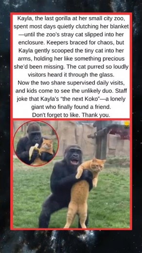The Gorilla and the Stray: An Unexpected Friendship