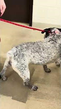 OCAS Quick Skills: Leashing and Martingale Collars