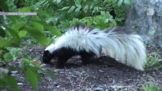 Finding holes in your lawn? It might be the work of skunks 🦨 Here's how to keep damaging skunks at bay this spring. Watch more video here: https://ow.ly/s49N50RmxLi | The Weather Network