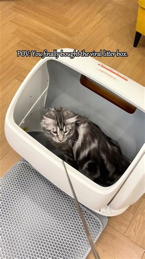 POV: You finally bought the viral litter box!! #meowant #automaticlitterbox #catbox #mainecoon