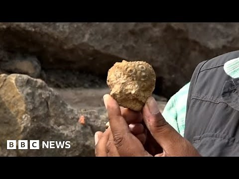 Rare fossils in India reveal secrets of the planet - BBC News