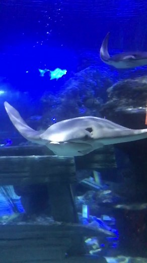 Mr Ray Quotes: The Stingray from Finding Nemo Explained