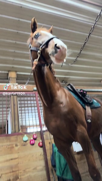 Meet my first horse “ Hicksteads curtain call” aka Callie😙 I have been waiting for a long time to say this!! I can’t believe that she’s very mine💗 she’s really the best horse I could have ever asked for! I’m so grateful I have Callie! I can’t wait to see how far I go with her💗💗 She is really the best horse ever⭐️ She’s truly the best first horse ever💜💜