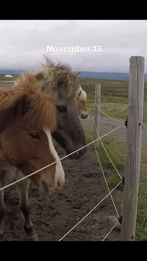 Reading from the book, "Awakening ~ A Daily Guide to Conscious Living" Author: Shakti Gawain Icelandic horses | Heather Zigler