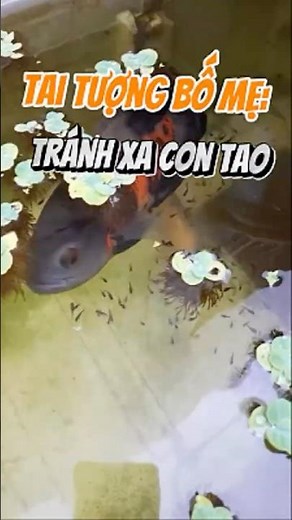 Cá Tai Tượng Châu Phi Chăm Cá Con - Cá Con Theo Bố Mẹ Siêu Bám Đàn - Nuôi cá dưỡng tâm