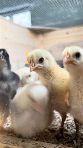 They're destroying their brooder box #chicks #chickens #cute