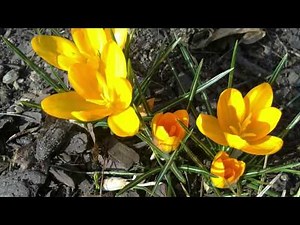 Spring Greeting Card: Happy Spring - Have A Great Day