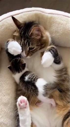 Master the Basics Fast #jumpstyle #dance #shorts