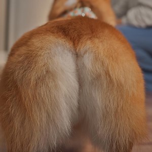 No buts about it . Make their vet appointment now and start the year off peachy. We’ll take care of the rest. | Chewy