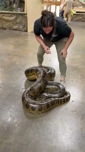 Dragging our Giant anaconda 🐍 to its new enclosure!