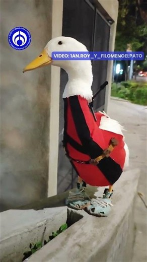 ¡No solo es Merlín! Filomeno es otro pato fashion y que además predice partidos de futbol