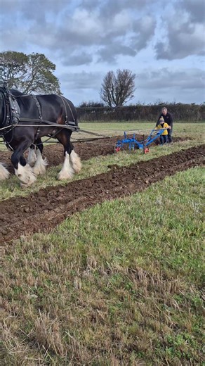 George & Joe at todays North Pembs Ploughing Society Ploughing Match & Working Day | Gentle Giants-Shire Horses