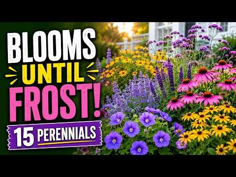 15 Long-Blooming Perennials That Never Stop Flowering!