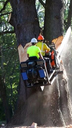 The process of cutting down a tree quickly using a chainsaw #shorts