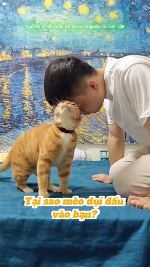 Tại sao mèo dụi đầu vào bạn? #cat #kitty #kitten