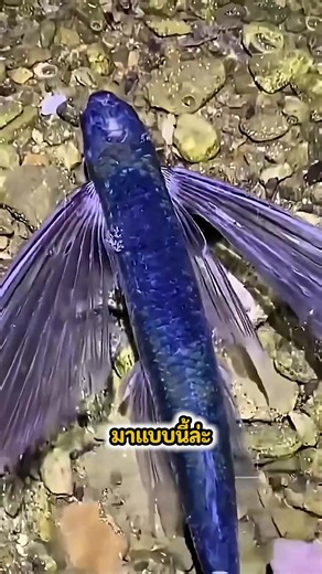 ปลาที่สามารถบินได้ | Mr.beer