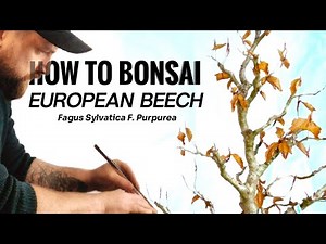 Unlock the Secrets to Growing European Copper Beech Bonsai!