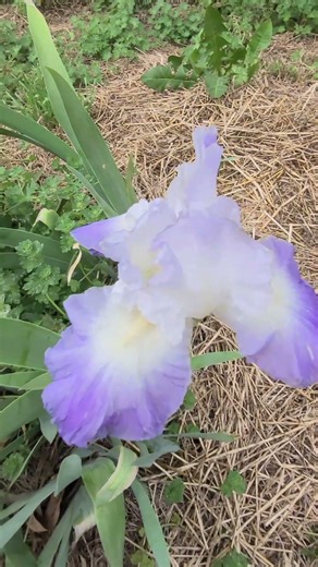Our First Iris Of The Year!