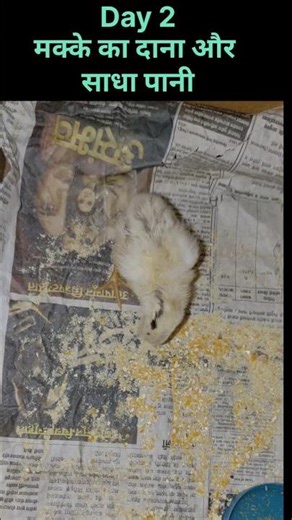 Chick Growth Day-2 !! मुर्गी के चुजे का दूसरा दिन।Poultry
