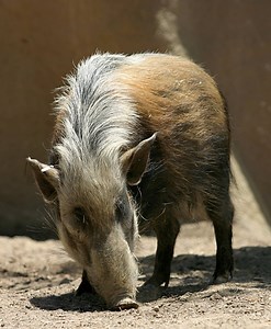 BushPig Facts - Hluhluwe Game Reserve