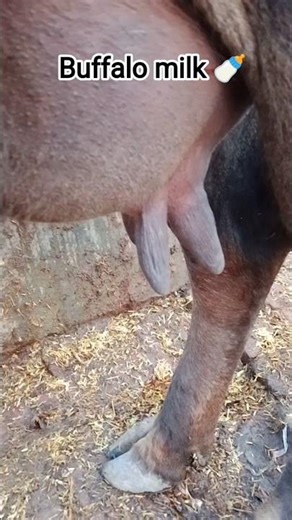 Buffalo milk 🍼 #shorts