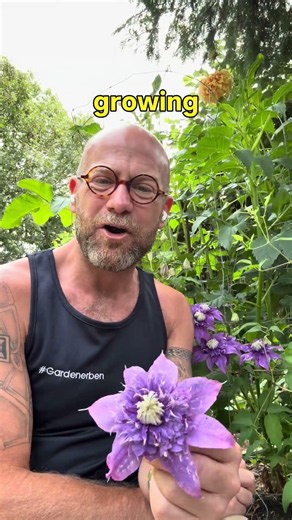 My climbing companion plant series is now complete. Watch it here on YouTube at any time#gardenerben