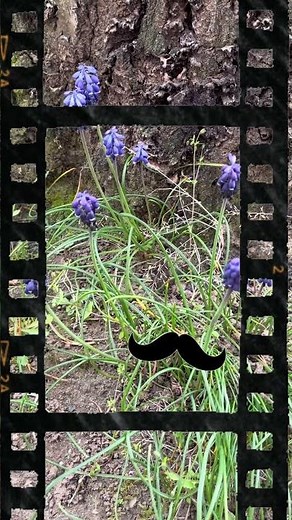 Sergei Prokofiev Peter and the Wolf. Grandfather and the bassoon duet.