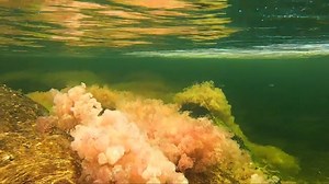 Making memories and history in Colombia with Big Five! 🇨🇴✨We organized and executed the first-ever day trip to this area Caño Cristales by a North American Travel group. After 12 years of anticipation, it was a resounding success, all thanks to our incredible Colombia team! 🙌 | Big Five Tours & Expeditions