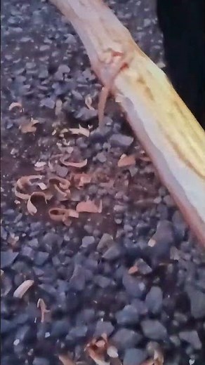 Debarking a log - Tree Bark Scraper Tool Drawknife