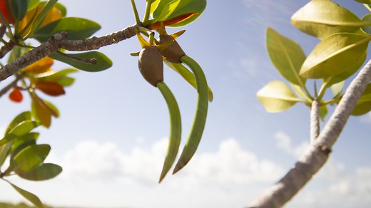 The Life Cycle of the Red Mangrove • Odyssey Earth
