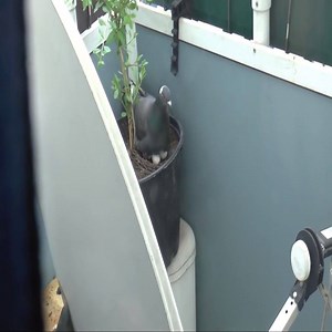 Nest on the balcony | Loving Hamsters